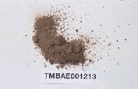 藏品(長朔苔屬)的圖片